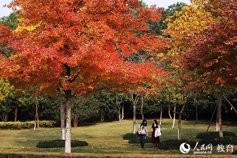 浙江大學 層林盡染，學生在秋林中漫步 （盧紹慶/ 攝）