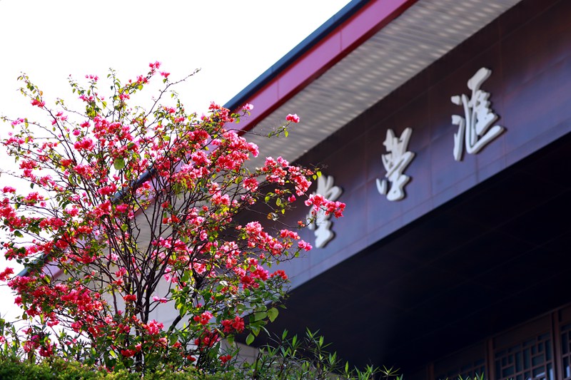 廣西大學 匯學堂前火紅的三角梅綻放笑顏，期待學子歸來（覃安基/攝）