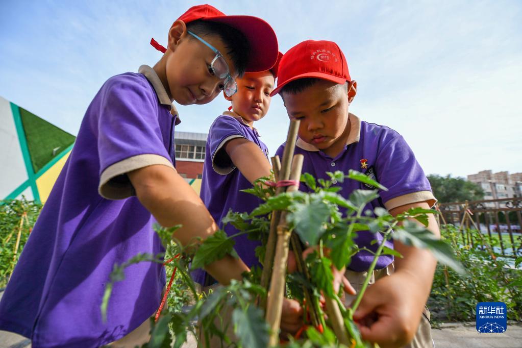 6月24日，在包頭市昆都侖區包鋼第十七小學，學生們利用課余時間學習種菜。