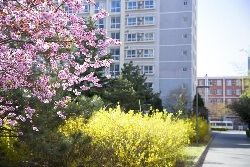 北京科技大學校園內，春花爛漫。王占奎攝