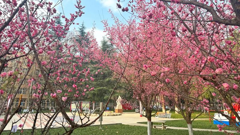 春拂桃柳，西安石油大學鐵人廣場披上嶄新春衣。馬效鋒攝