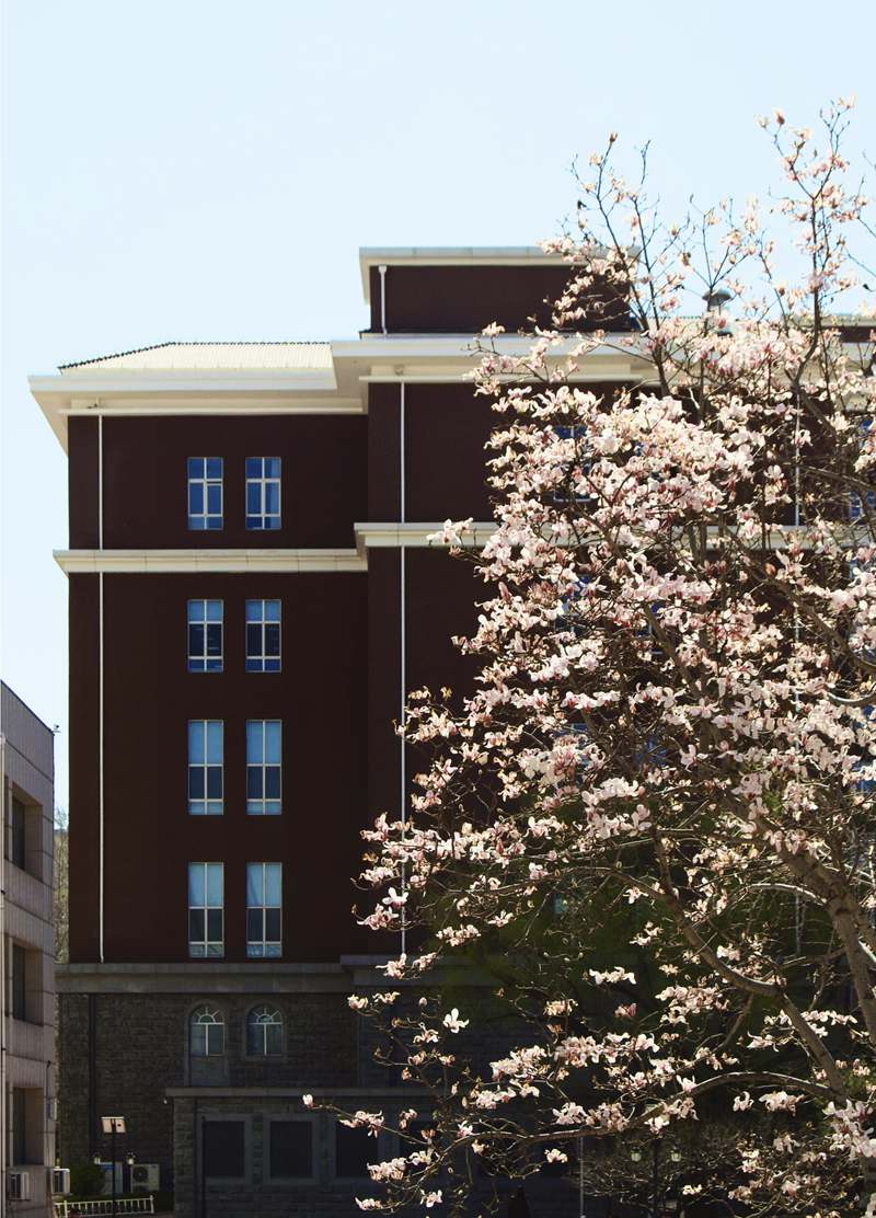 對外經濟貿易大學校園內，玉蘭添香。呂妍攝
