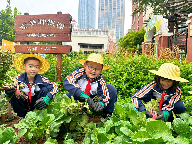 學生們在校園種植園拔蘿卜。學校供圖