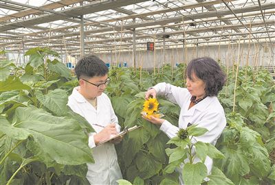 內蒙古一家食葵種子企業的科研人員在現代智能溫室開展向日葵抗病害觀察。新華社記者 李云平攝
