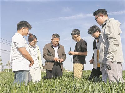 曲周科技小院團隊成員牛新勝（左三）給學生講解小麥春季管理技術。中國農業大學供圖
