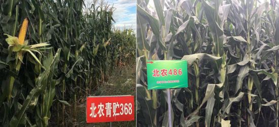 學校師生團隊自主培育的高產、優質、多抗、廣適、易制種專用型青貯玉米品種
