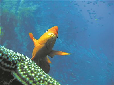 在南加州圣克萊門特島附近，一條加里波第魚在水中懸停。圖片來源：斯克里普斯海洋研究所